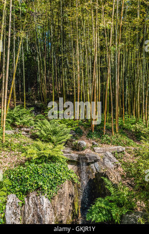 Jardin de bambous au Jardin botanique de la Villa Carlotta, Tremezzina, Lac de Côme, Lombardie, Italie Banque D'Images