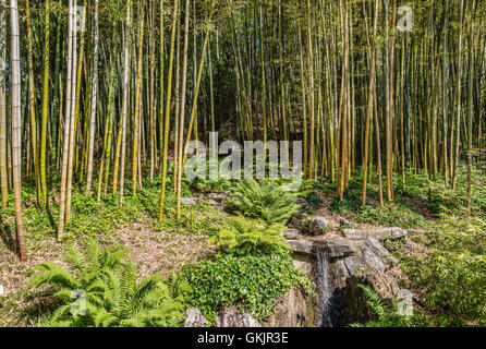 Jardin de bambous au Jardin botanique de la Villa Carlotta, Tremezzina, Lac de Côme, Lombardie, Italie Banque D'Images