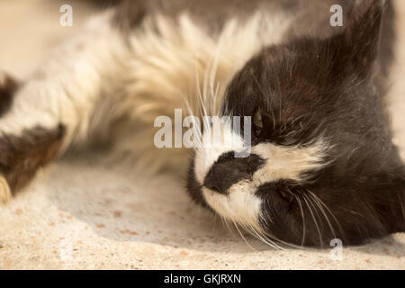 Chat sans-abri Banque D'Images