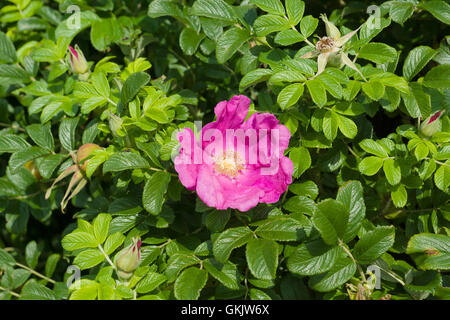 Fleur solitaire de Wild rose entouré de feuilles vertes Banque D'Images