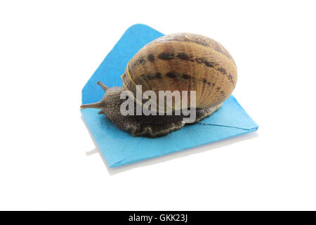 Escargot sur une petite enveloppe sur un fond blanc Banque D'Images