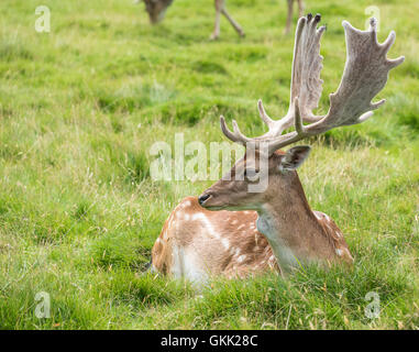 Daims laying in grass Banque D'Images