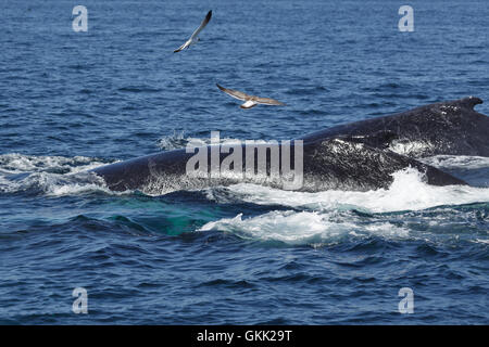 Une photographie de certaines baleines à bosse à la surface au large de la côte de Cape Cod à Provincetown, Massachusetts, United States. Banque D'Images