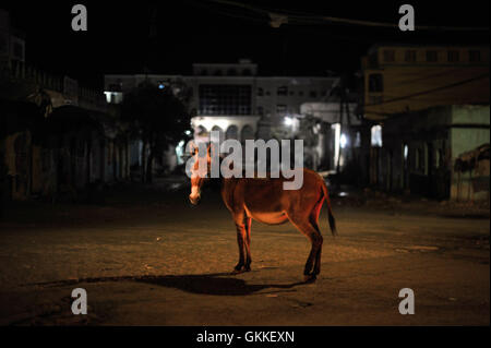 Un âne se dresse au milieu d'un rond-point à Baidoa, en Somalie, au cours d'une patrouille de nuit menée par le contingent éthiopien de la Mission de l'Union africaine en Somalie le 22 juin. L'AMISOM Photo / Tobin Jones Banque D'Images