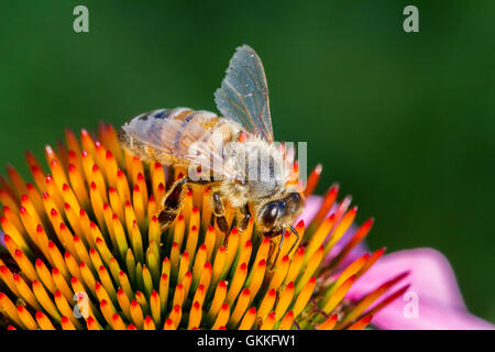 Abeille pollinisant une fleur Banque D'Images