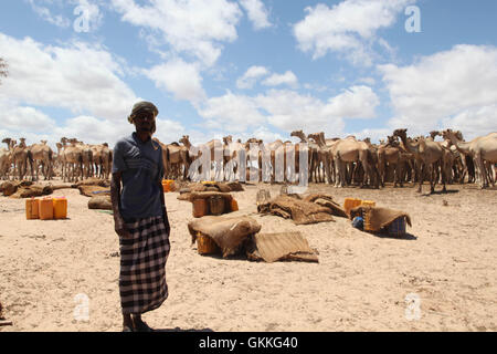Un homme se tient debout devant un groupe de chameaux dans la ville d'Adale, en Somalie. Des soldats burundais, dans le cadre de la Mission de l'Union africaine en Somalie, hier, ont libéré la ville d'Adale dans la région du Moyen-Shabelle de la Somalie le groupe militant d'Al Shabab. La ville est prise sans résistance le 3 octobre. Photo de l'AMISOM Banque D'Images