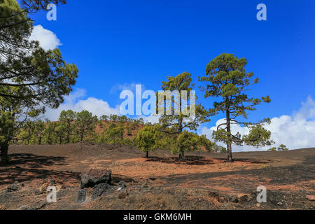 La route pour le volcan du Teide. Tenerife Espagne Banque D'Images