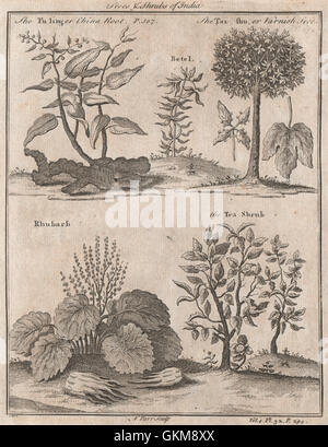 Arbustes chinois. Fu ling/Chine Tsing Racine Shu/vernis usine 1746 Thé Rhubarbe arbre Banque D'Images