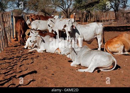 Bétail de Brahman blanc sur un milieu rural African free-range farm Banque D'Images