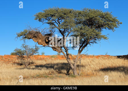 Thorn Tree africaine avec nid de tisserands sociable (Philetairus socius), Kalahari, Afrique du Sud Banque D'Images