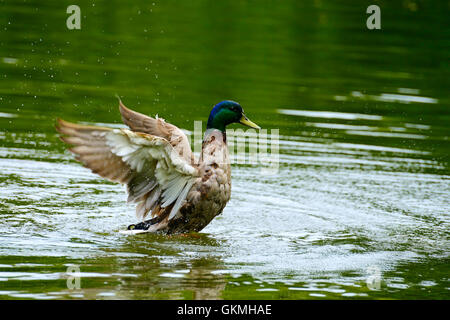Canard sauvage nage dans le lac Banque D'Images