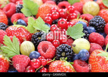 Des fruits à baies collection Fraises, Bleuets Framboises Groseilles rouges quitte Banque D'Images