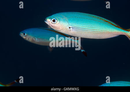 Fusilier (caesio suevica) dans la mer Rouge. Banque D'Images