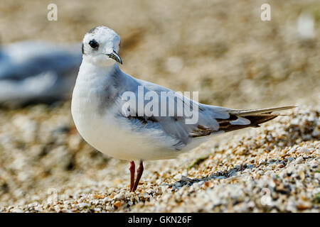 Mouette sur la plage un jour d'été Banque D'Images