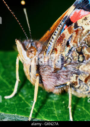 Portrait d'un papillon dans le jardin libre Banque D'Images