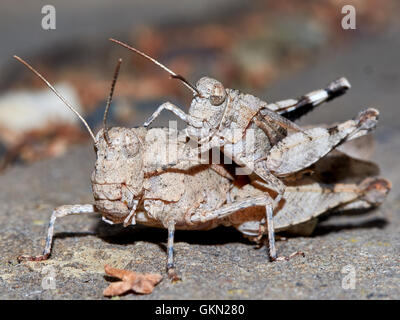 L'accouplement des sauterelles dans le jardin de l'été jour Banque D'Images