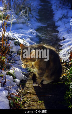 Cat licking paw en hiver Banque D'Images