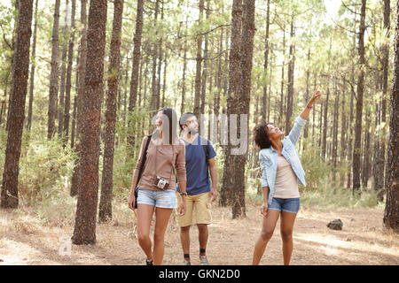 Trois amis marchant et pointant dans une forêt de pins dans l'après-midi soleil tout en portant des vêtements décontractés Banque D'Images