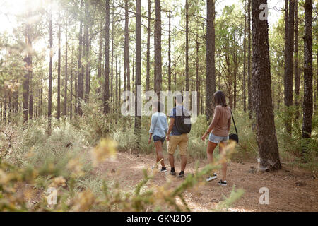 Trois amis se promener dans une plantation de pins en fin d'après-midi, soleil à l'avant, tout en portant des vêtements décontractés Banque D'Images