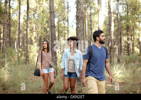 Trois amis se promener tranquillement à travers une pinède en fin d'après-midi soleil tout en portant des vêtements décontractés Banque D'Images