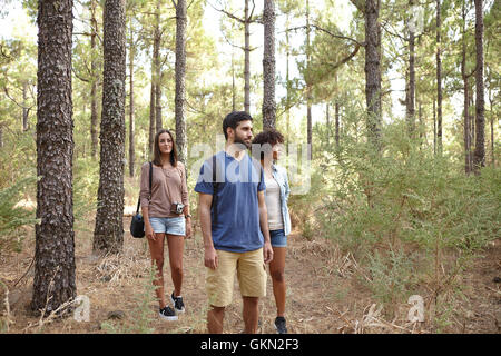 Trois amis heureux de se promener à travers une plantation de pins en fin d'après-midi soleil en portant des vêtements décontractés Banque D'Images