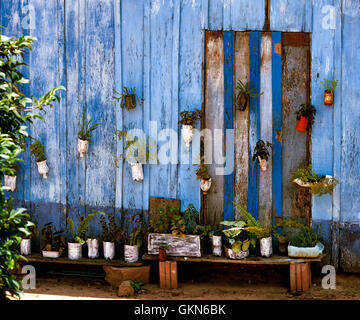 Fleurs en pot suspendu à un mur bleu en bois ancien paited. Décoration du mur. Banque D'Images