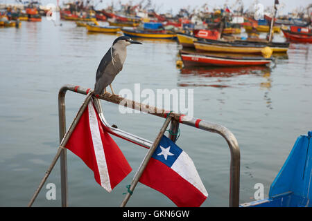 Black (Nycticorax nycticorax) perché sur un bateau de pêche dans le port de Arica, au nord du Chili. Banque D'Images