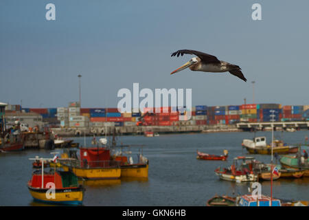 Pelican (Pelecanus thagus péruvien) survolant le port de pêche d'Arica au nord du Chili Banque D'Images