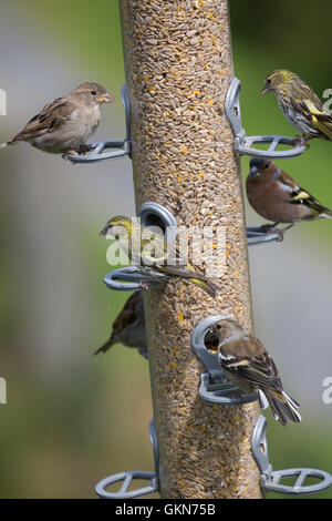 Plusieurs oiseaux sur grand mangeoire Nant Bwlch Yr Arian Visitor Centre Ceredigion Mid Wales Banque D'Images