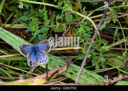 Portrait d'un papillon bleu commun - Polyommatus icarus Banque D'Images