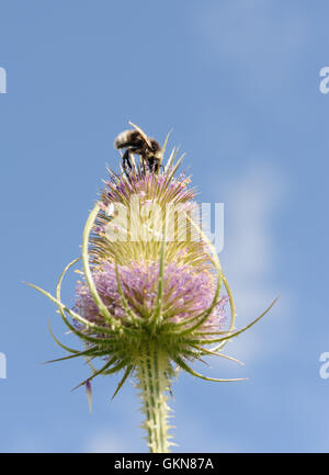 Un parasite de l'abeille coucou coucou tzigane bourdon (Bombus bohemicus) se nourrissent d'une cardère (Dipsacus fullonum) capitule. Bedgebury Forêt, Kent, UK. Banque D'Images