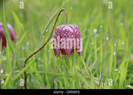 Tête du serpent fritillary fleur avec des gouttes de pluie Banque D'Images