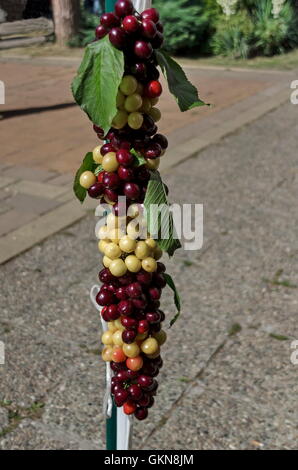 Fête de la cerise à la Sofia, la présentation de leur production des fruits, Bulgarie Banque D'Images