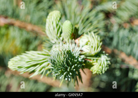 La direction générale des jeunes du petit sapin bleu closeup Banque D'Images