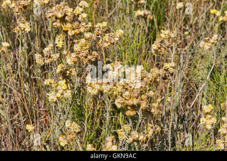 Libre d'un grand nombre d'Or jaune sec fleurs éternelles. Un natif spécial fleurs séchées qui peuvent durer aussi longtemps qu'un an. Banque D'Images