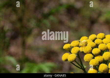 La verge d'araignée crabe jaune sur jaune fleur Banque D'Images