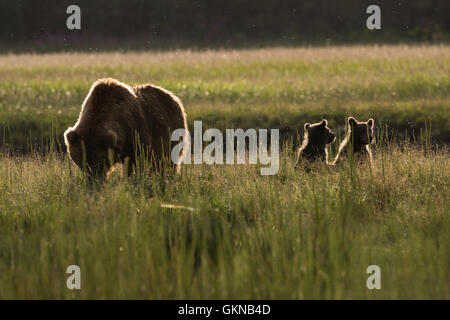 L'ours brun d'Alaska sow et d'oursons dans une cariçaie. Banque D'Images