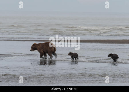 L'ours et d'oursons à marcher le long des battures. Banque D'Images