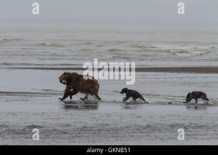 L'ours et d'oursons à marcher le long des battures. Banque D'Images