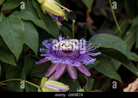 Fleur de la passion Passiflora caerulea sur une vigne dans un jardin en été Banque D'Images