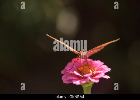 Agraulis vanillae Gulf fritillary, papillon, est trouvé au Paraguay, l'Argentine, les États-Unis et même les îles Galapagos Banque D'Images