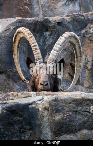 Grande vieille sibérienne ibex avec grandes cornes Banque D'Images