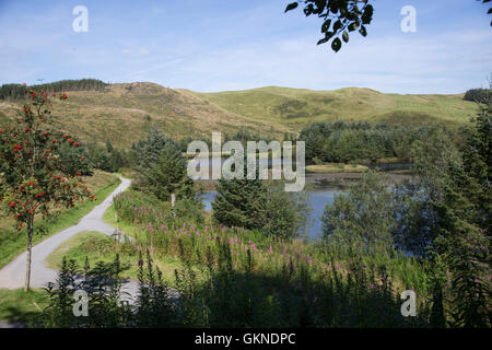 Aire d'alimentation pour red kites sur le lac avec les montagnes environnantes Bwlch Nant Yr Arian Visitor Centre Ceredigion Mid Wales Banque D'Images