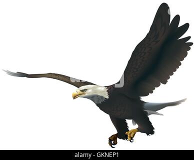 Eagle wings animaux oiseaux animaux oiseaux isolés bec illustration peinture dessin eagle predator Illustration de Vecteur