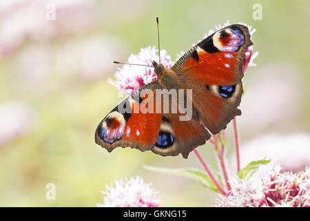 Peacock est assise sur des fleurs, Pays-Bas Banque D'Images
