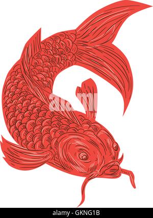 Croquis dessin illustration d'un style koi nishikigoi poissons truite rouge situé sur fond blanc isolé. Illustration de Vecteur