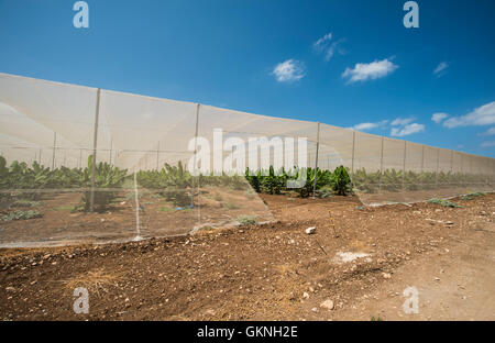 Les plantations de bananes Banque D'Images