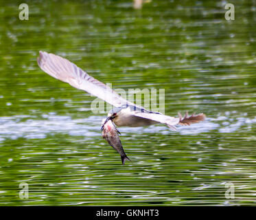 Bihoreau gris noir volant capturé un poisson Banque D'Images