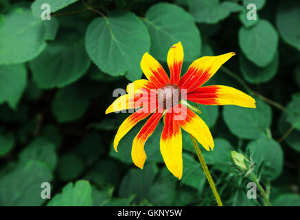 Seule fleur rouge-jaune vif sur gros plan de jour d'été Banque D'Images
