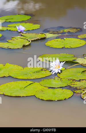 Beaux nénuphars dans un lac en forêt Karura, Nairobi, Kenya. Banque D'Images